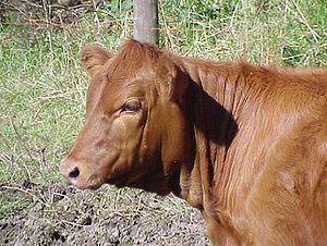 Red Heifer