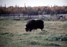 Musk Ox, 1999