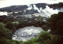 Rotarua Geysers and Mud