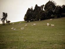 Sheep Grazing on New Zealand Countryside