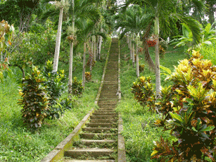 Straight Path in  Tobago