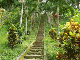 Striaght Path in  Tobago